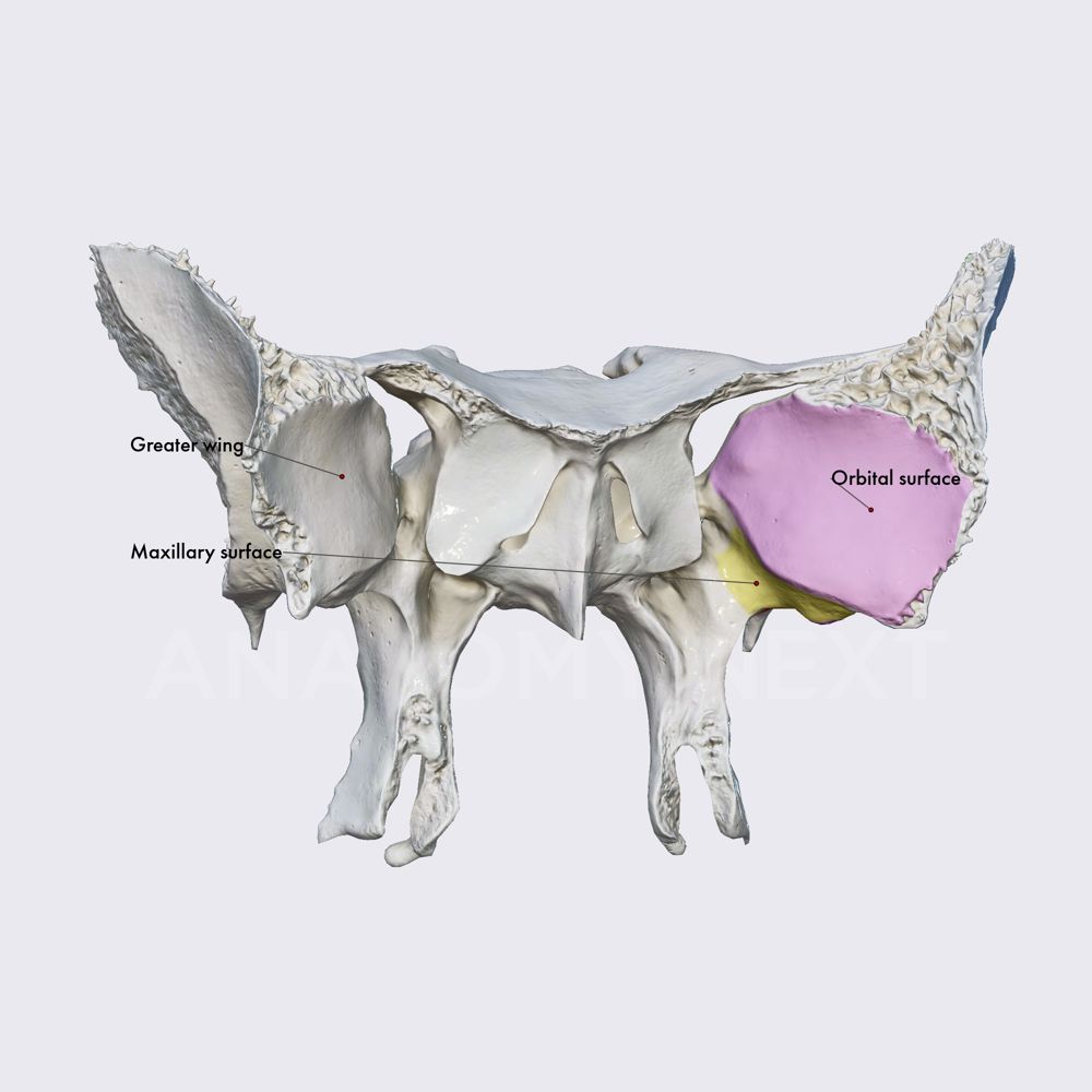 Greater wings of sphenoid (overview and surfaces)