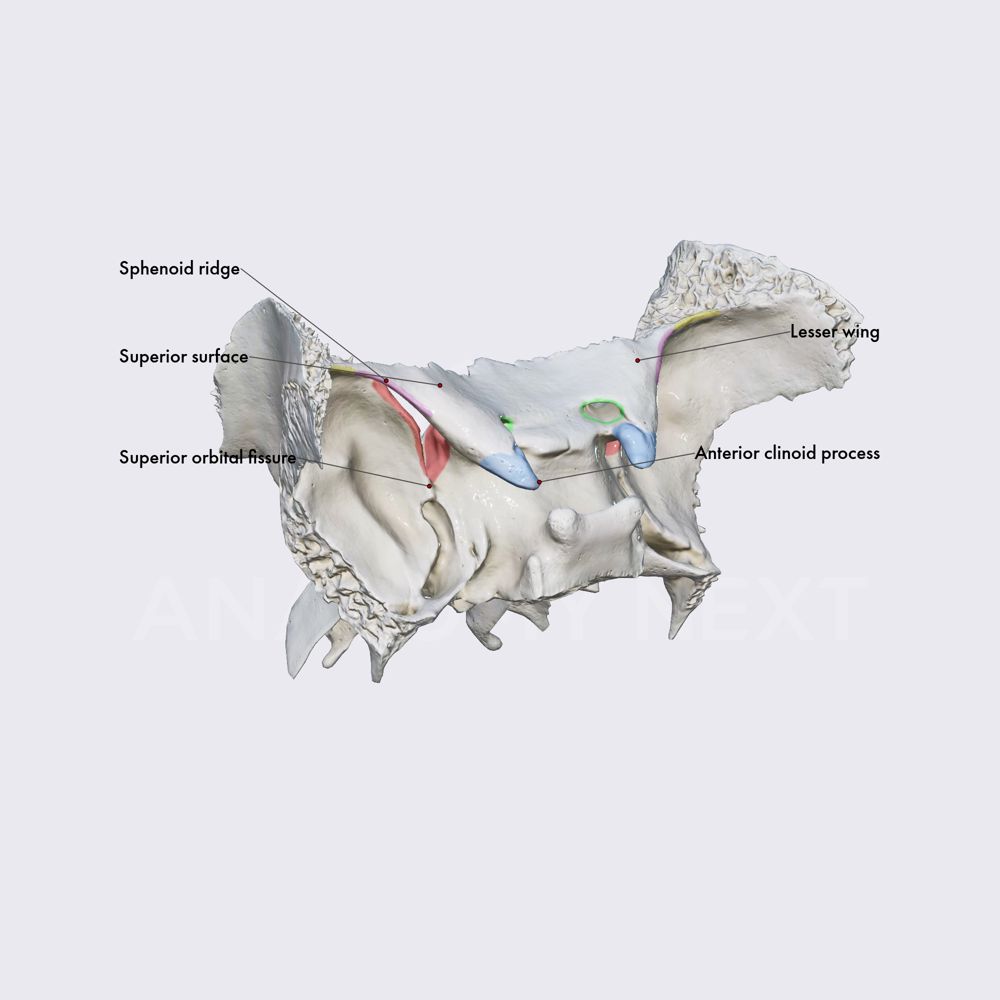Lesser wings of sphenoid