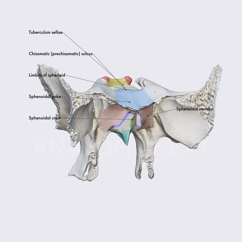 Body of sphenoid (landmarks)