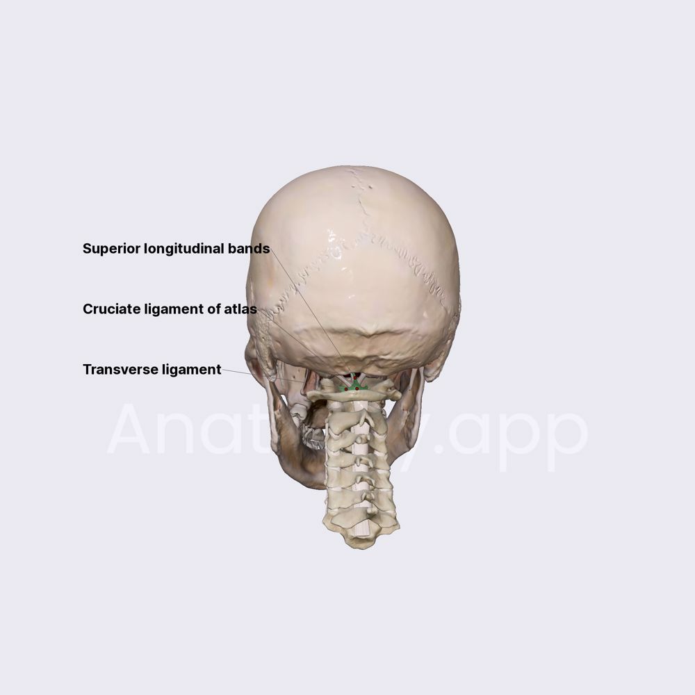 Cruciate ligament of atlas