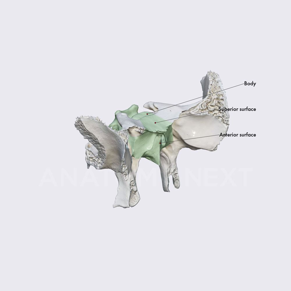 Body of sphenoid 