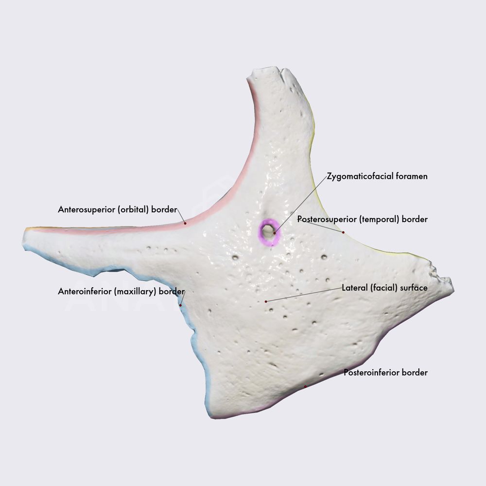 Zygomatic bone (surfaces, borders, and foramina)