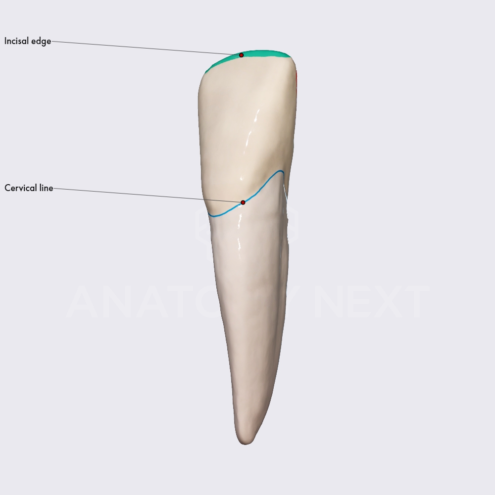 Mandibular lateral incisor
