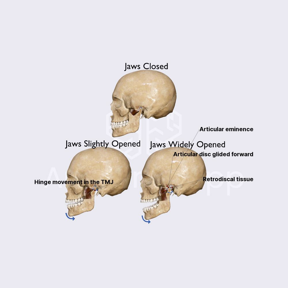 Movements of TMJ
