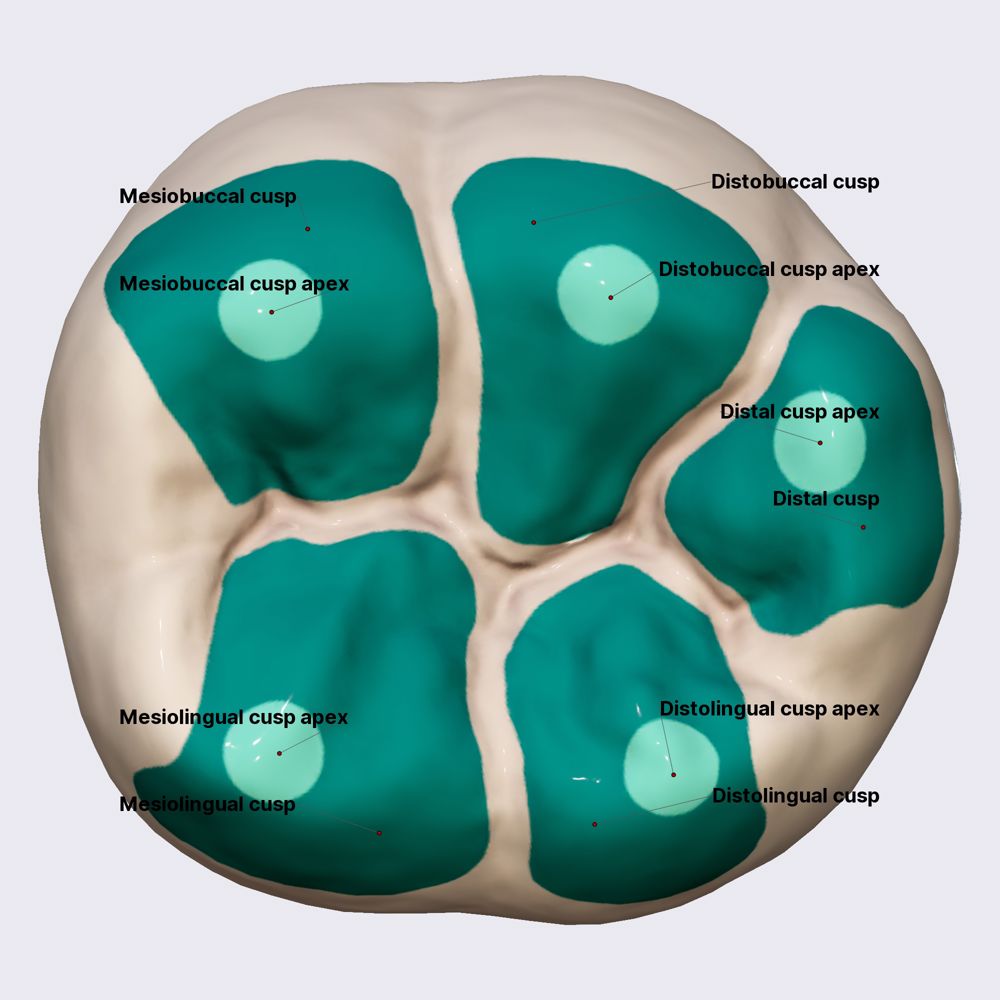 First mandibular molar (part 1)