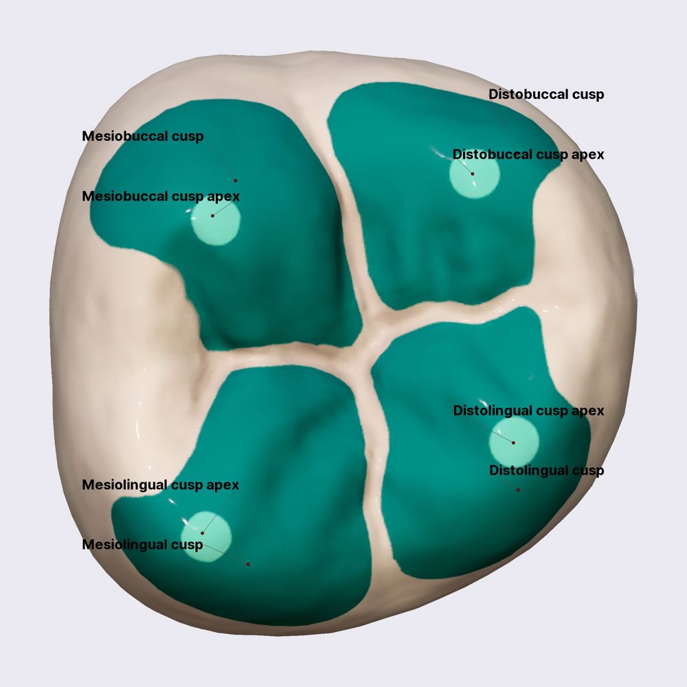 Second mandibular molar (part 1)