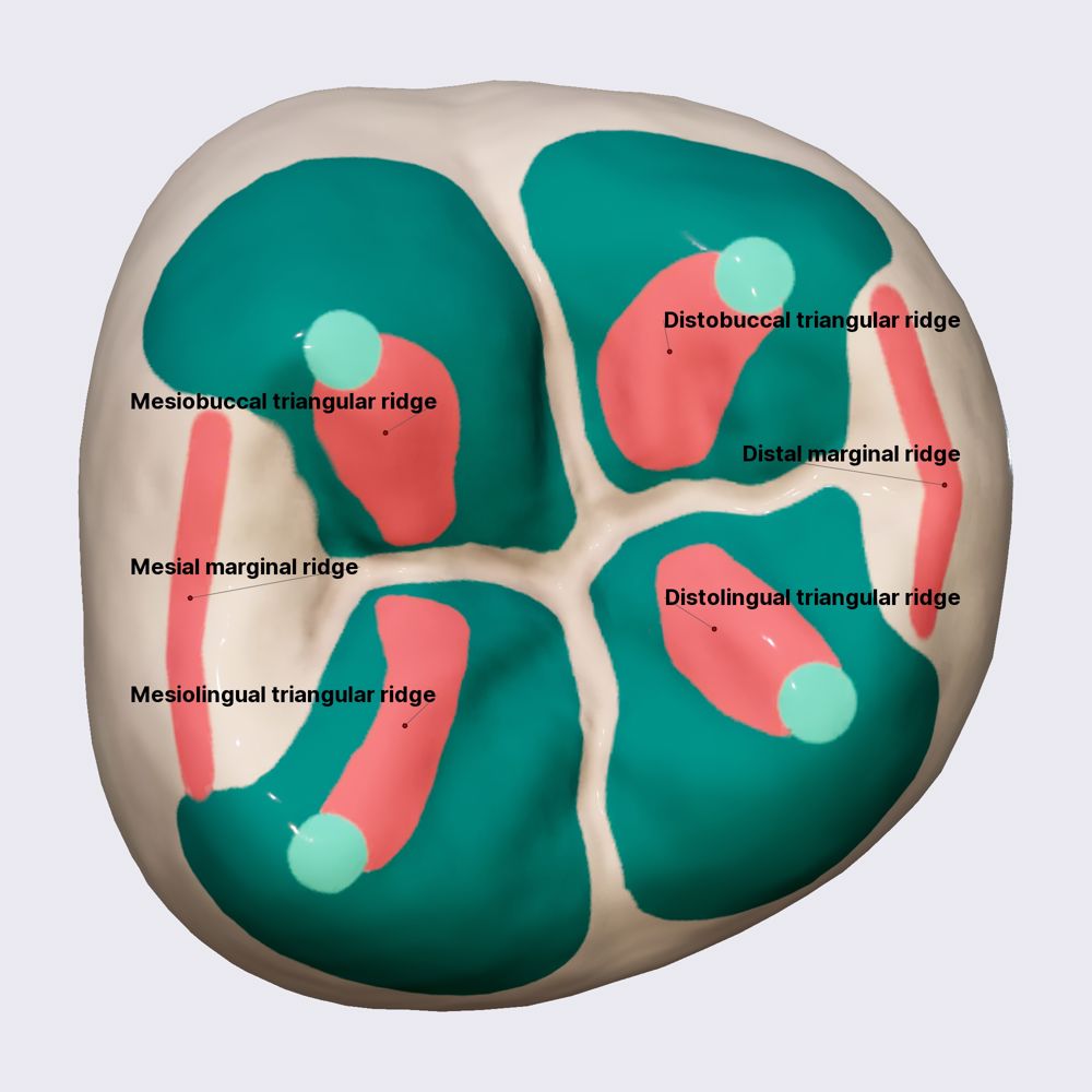 Second mandibular molar (part 2)
