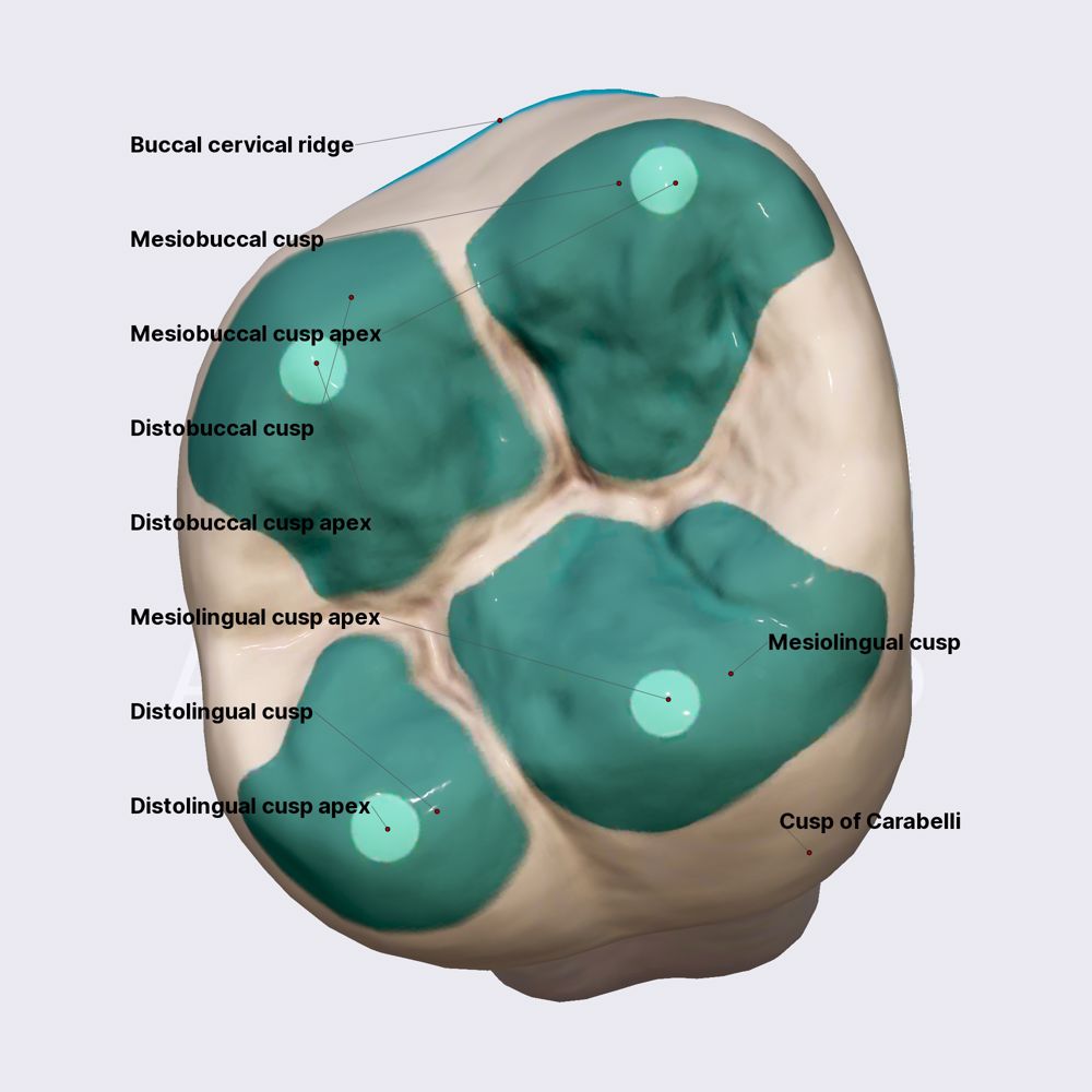 Second maxillary molar (part 1)