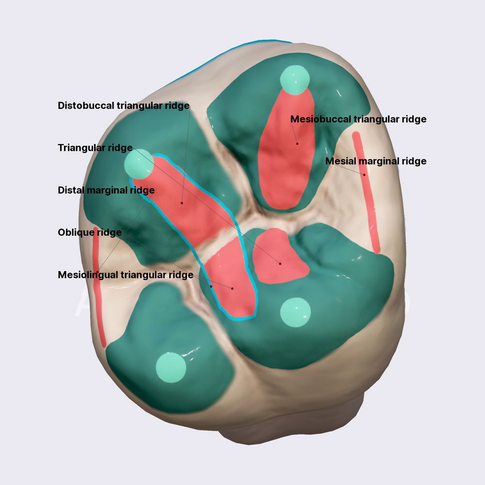 Second maxillary molar (part 2)