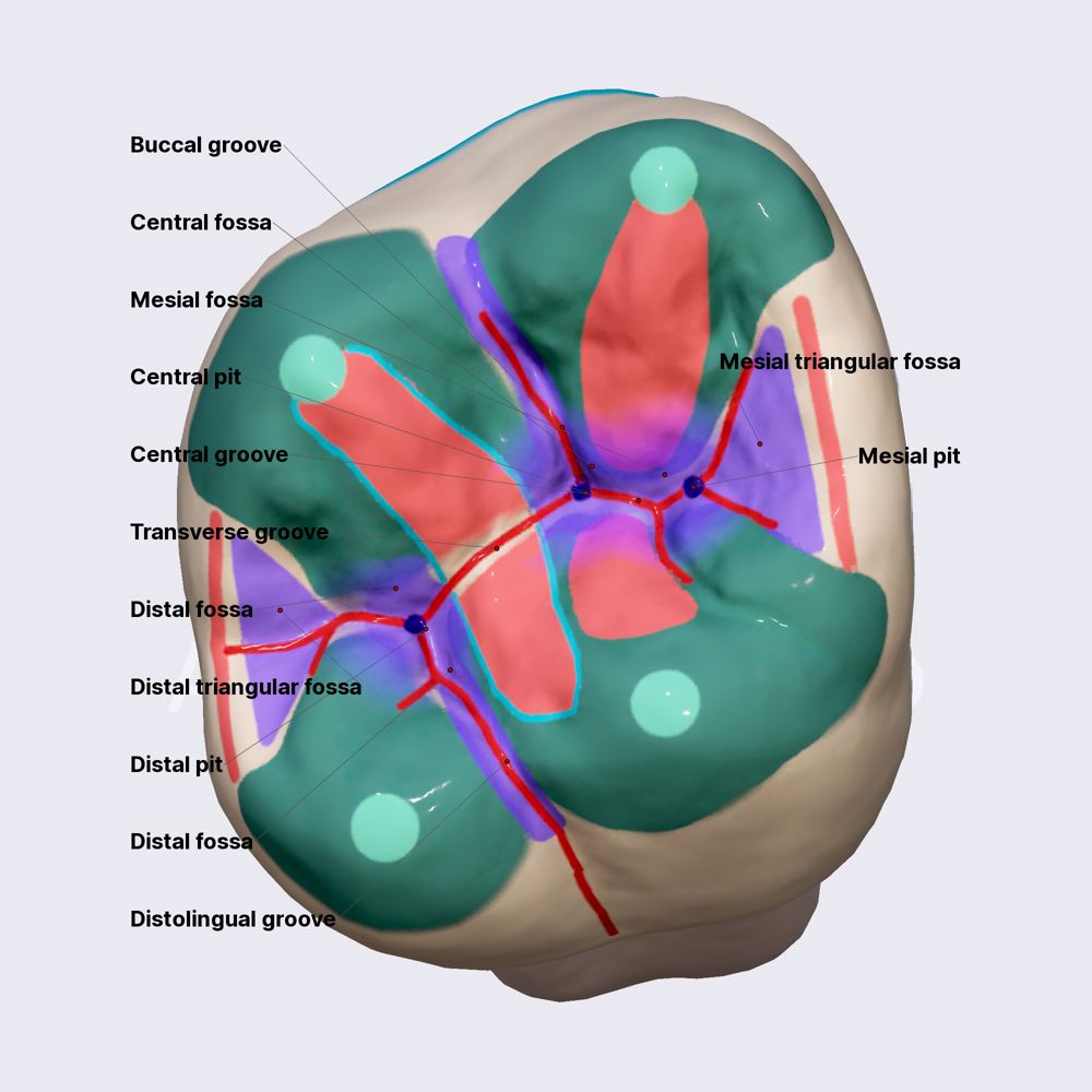 Second maxillary molar (part 3)