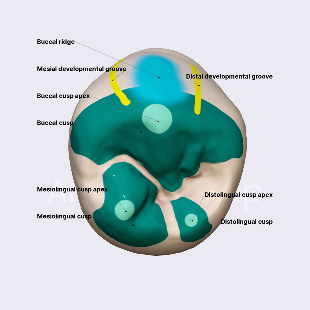 Second mandibular premolar (part 1)