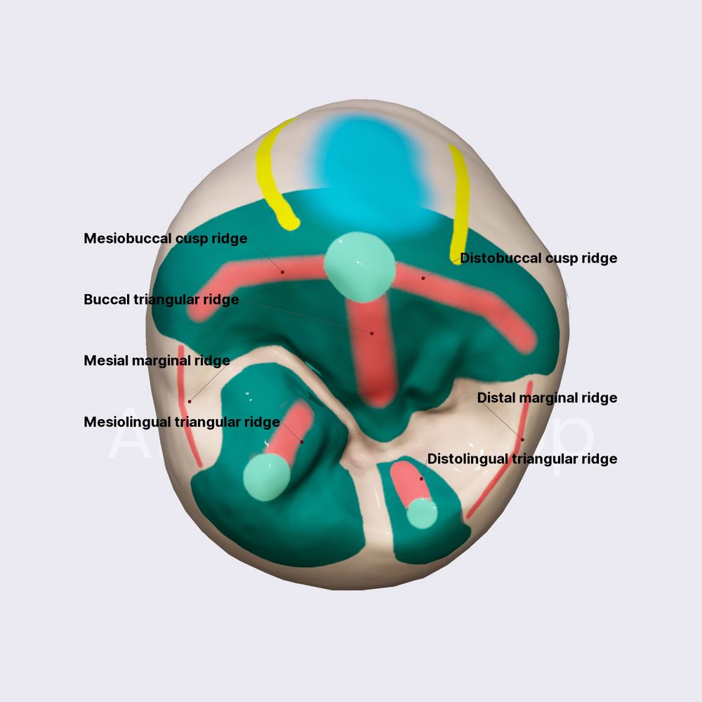 Second mandibular premolar (part 2)