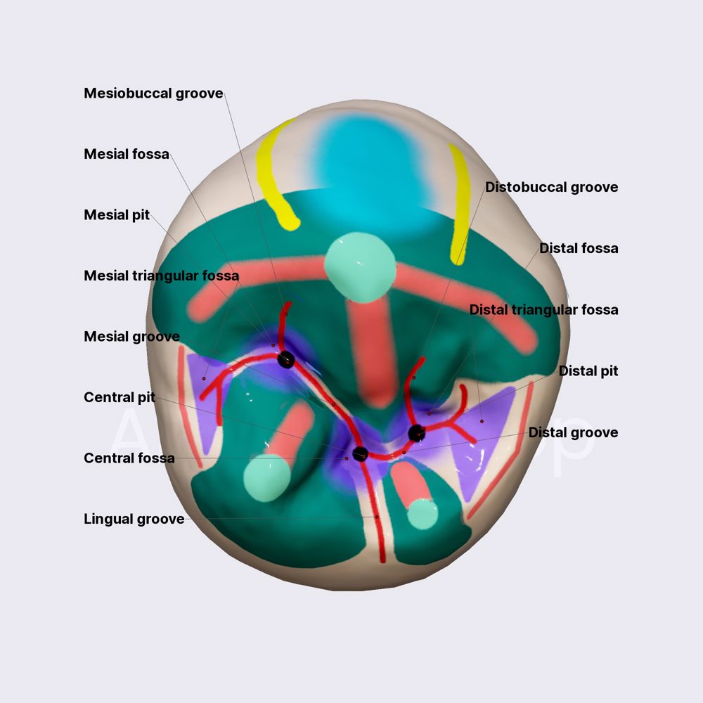 Second mandibular premolar (part 3)
