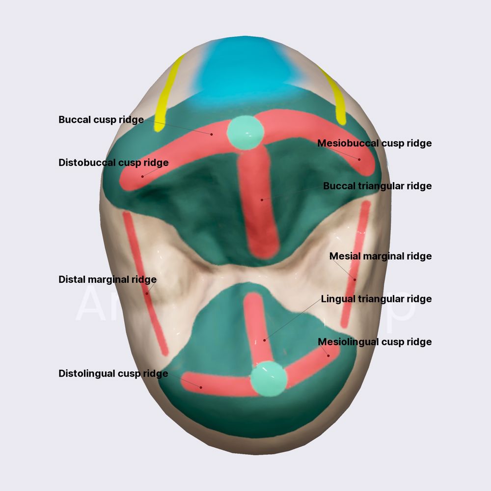 Second maxillary premolar (part 2)