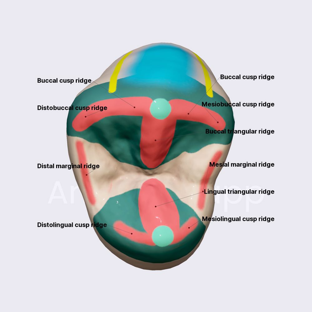 First maxillary premolar (part 2)