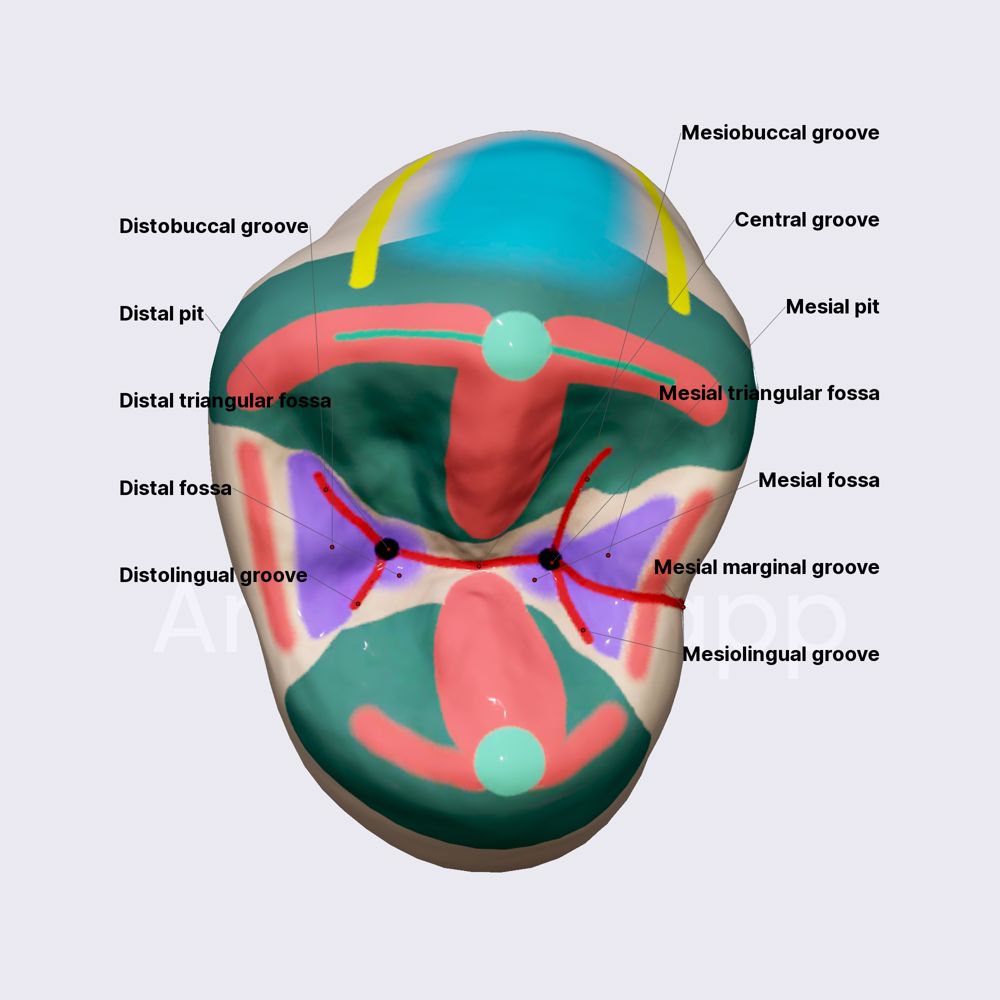 First maxillary premolar (part 3)