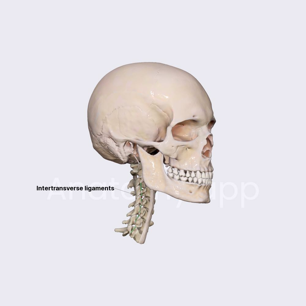 Intertransverse ligaments