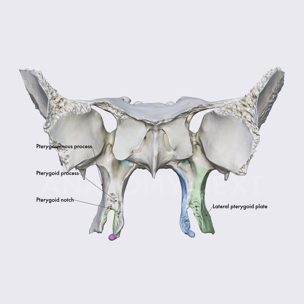 Pterygoid processes of sphenoid
