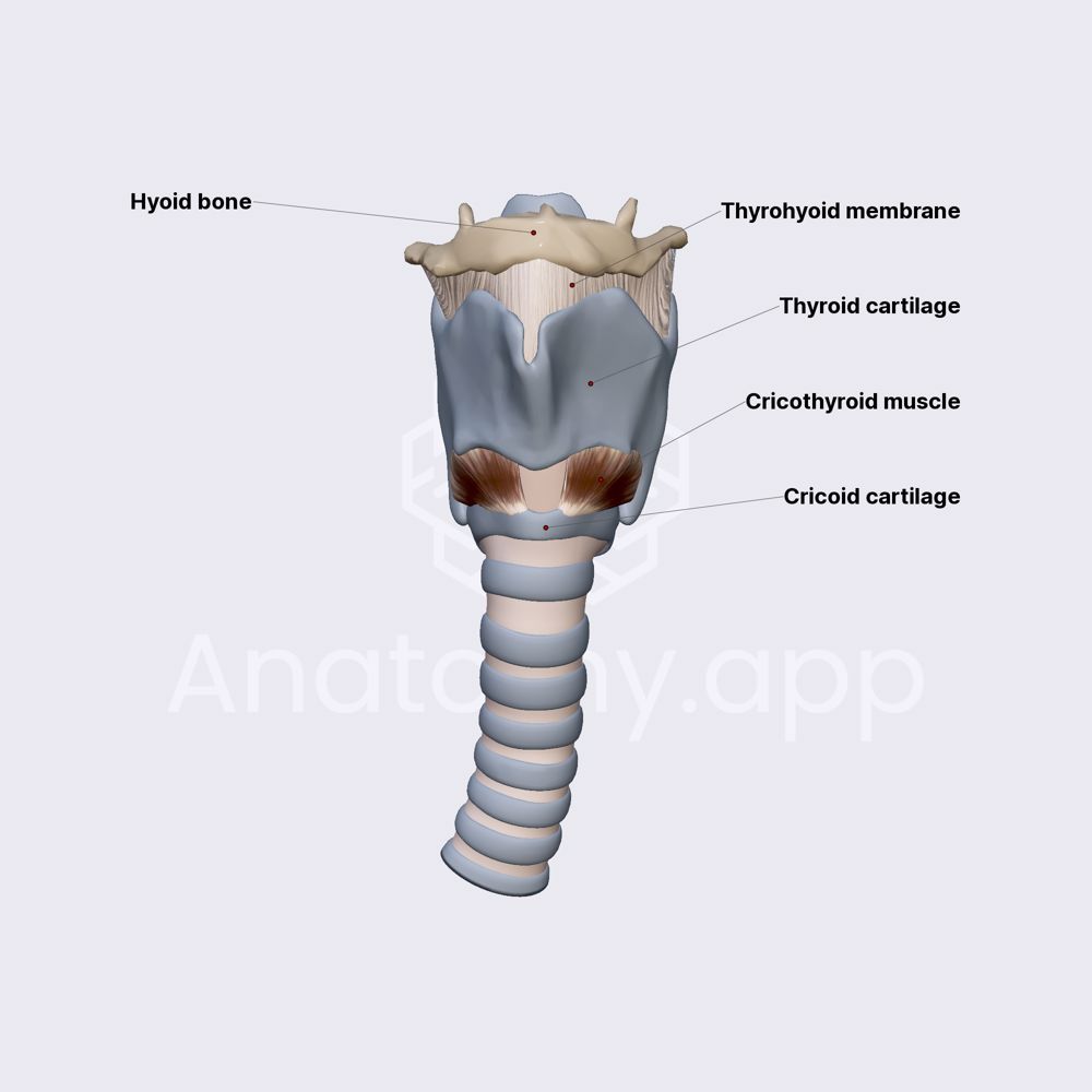 Larynx