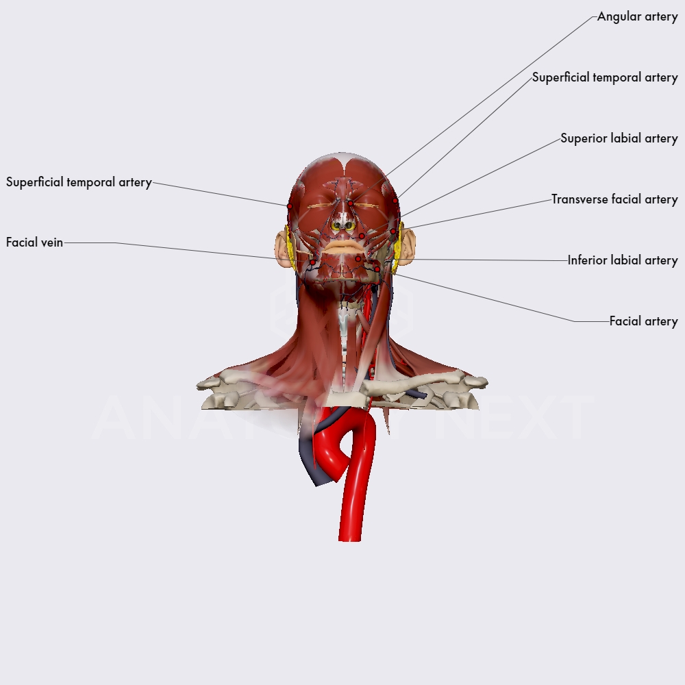 Blood supply of the face