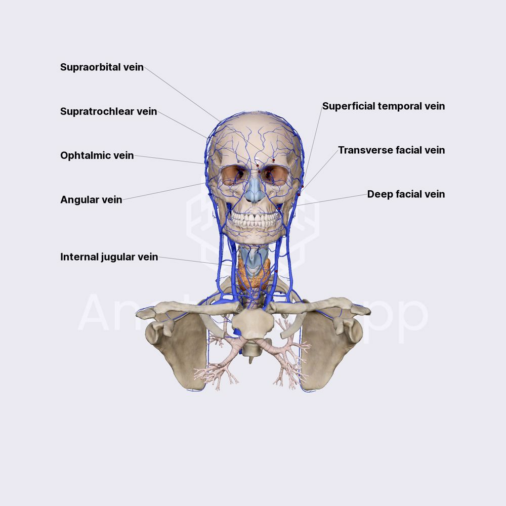 Venous drainage of face