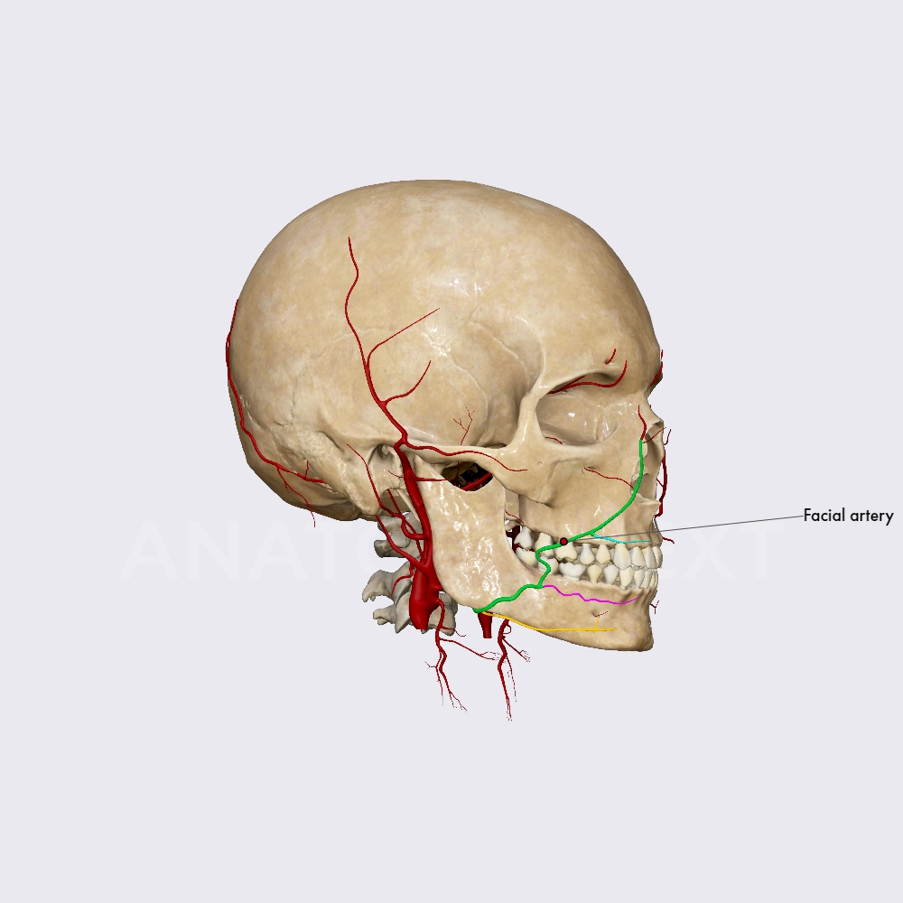 Facial artery