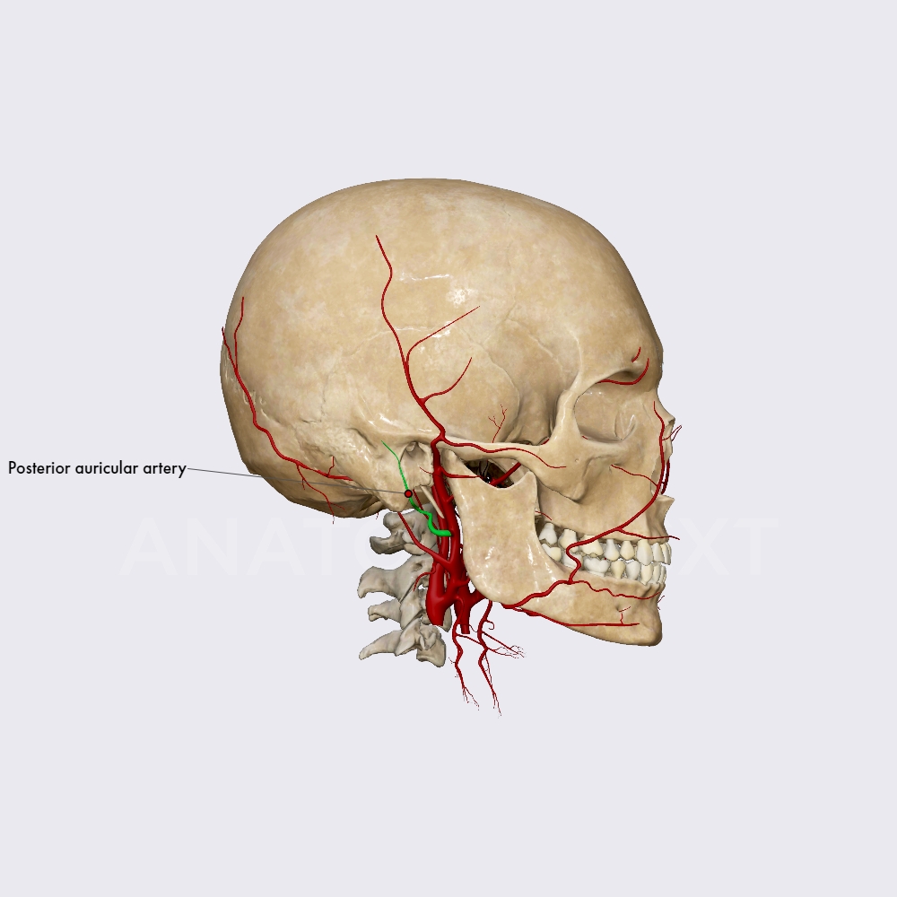Posterior auricular artery