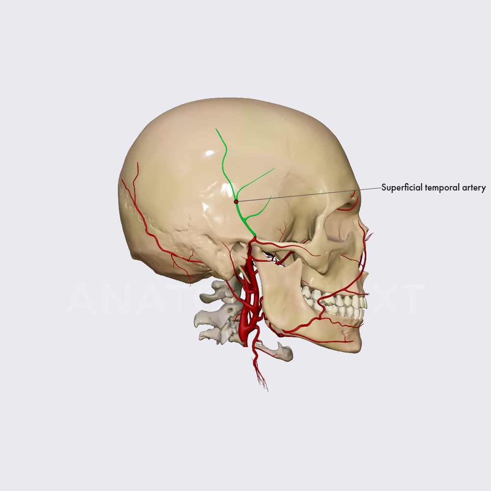 Superficial temporal artery