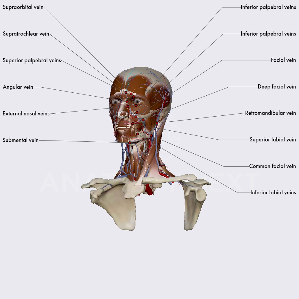 Angular and facial vein