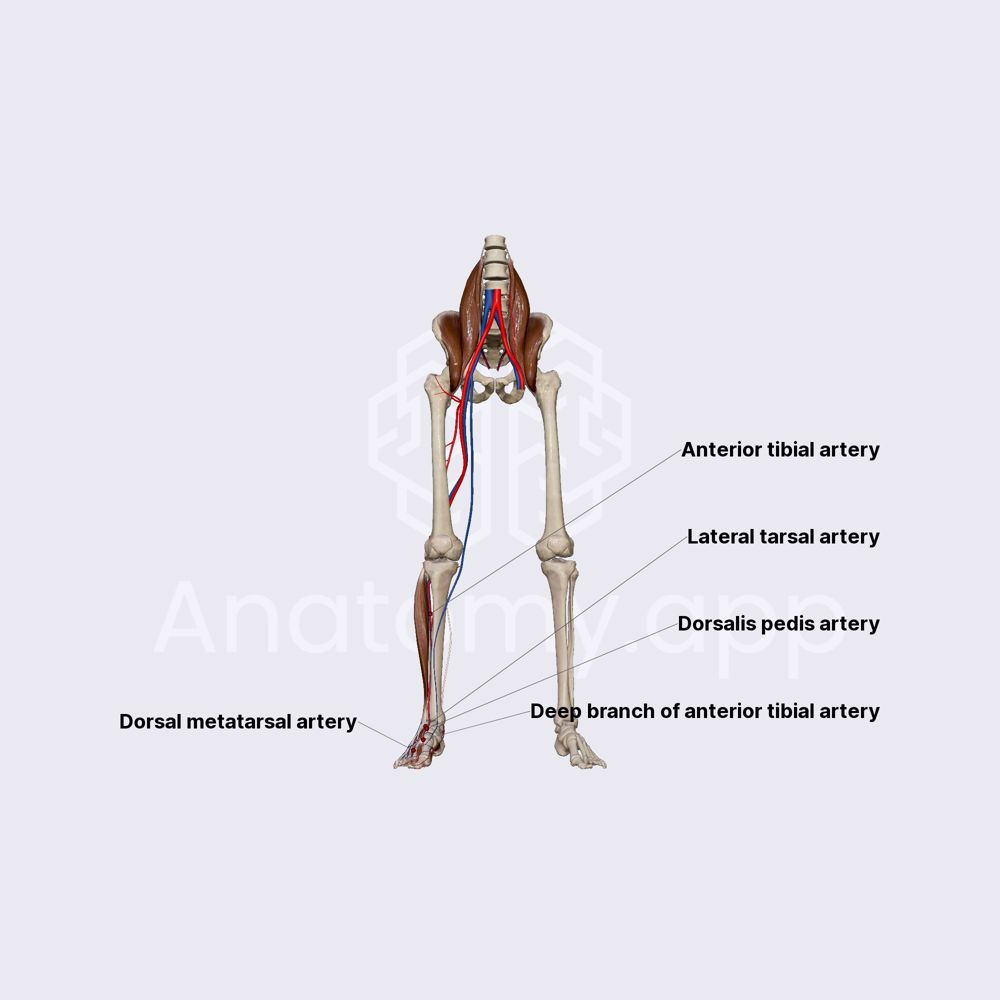 Branches of anterior tibial artery