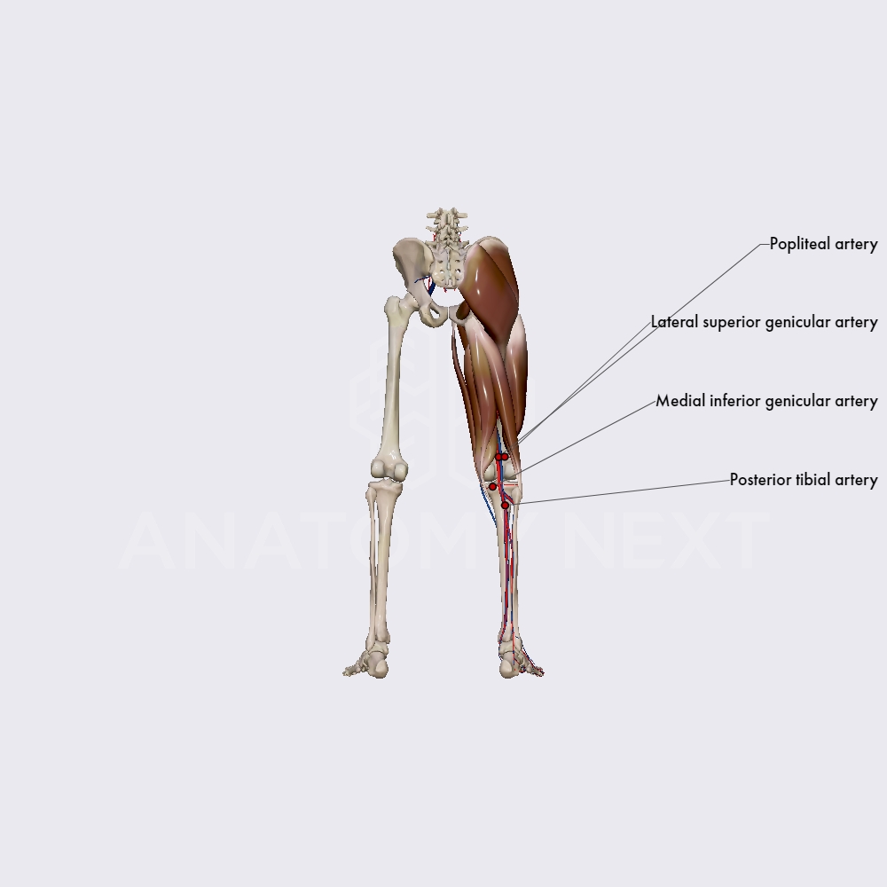 Branches of the popliteal artery
