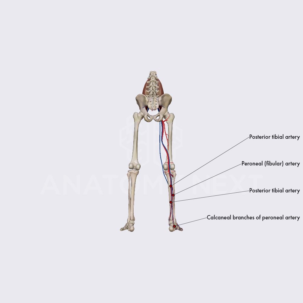 Branches of the posterior tibial artery