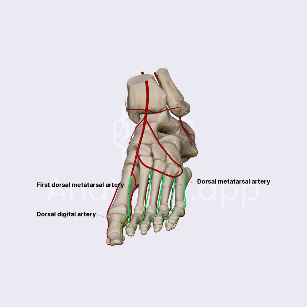 Dorsal metatarsal and dorsal digital arteries