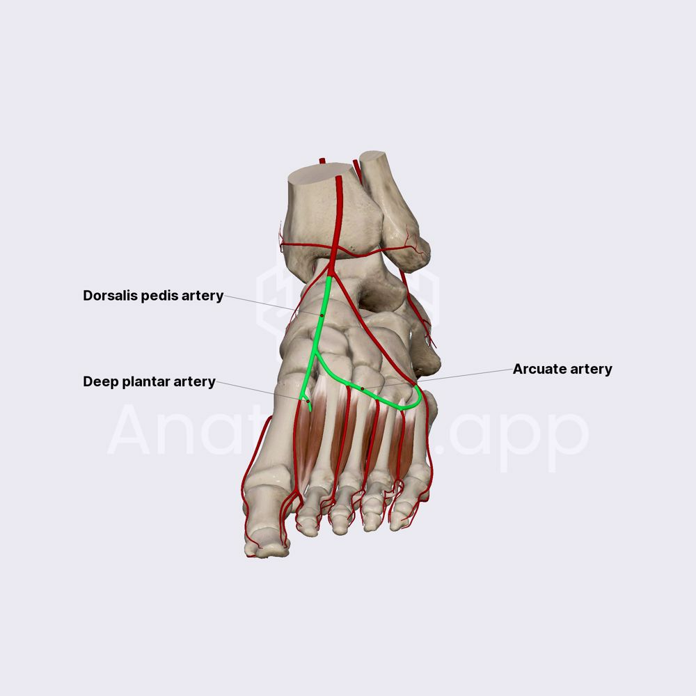 Dorsalis pedis and arcuate arteries