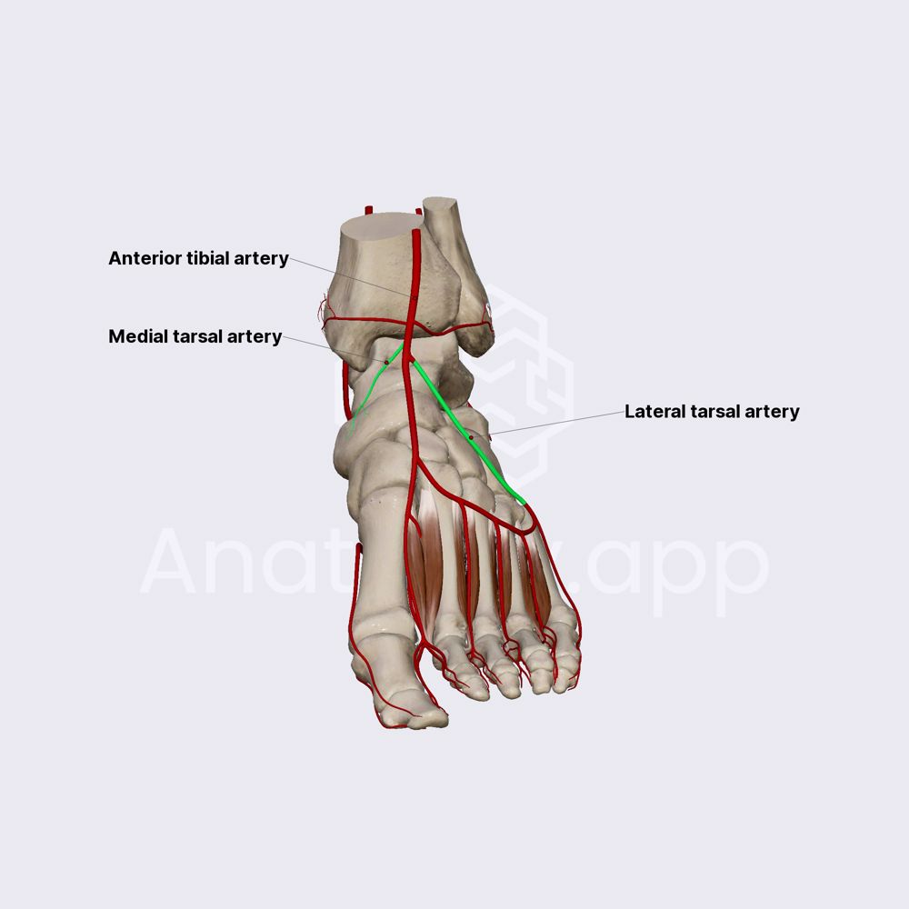 Lateral and medial tarsal arteries