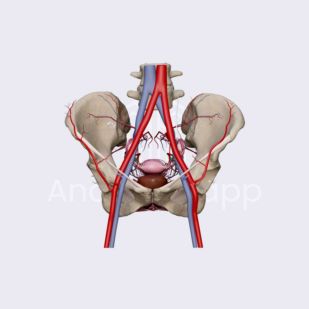 Inferior gluteal artery