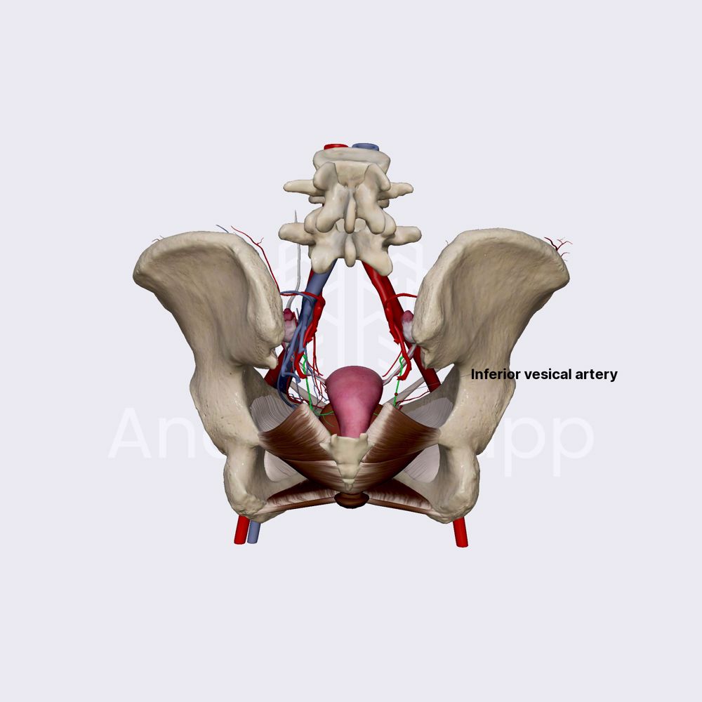 Inferior vesical artery