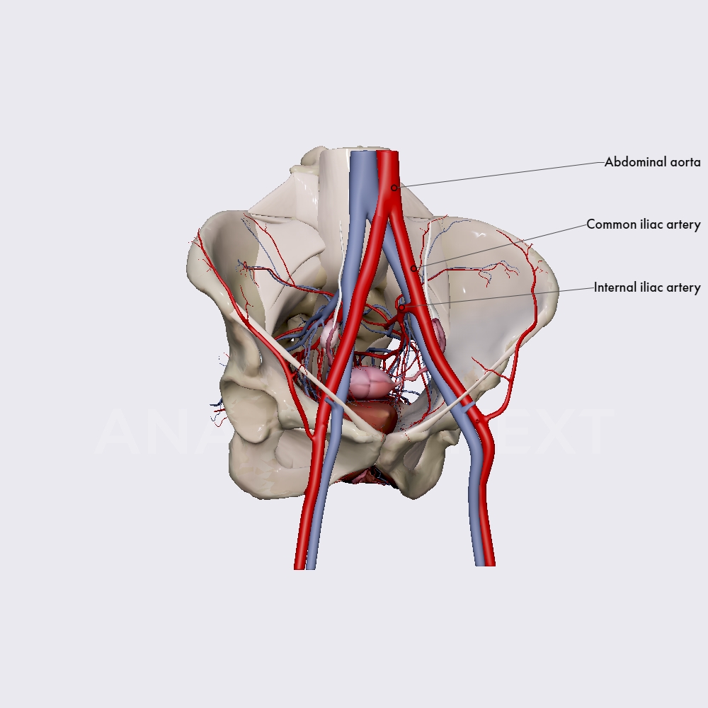 Internal iliac artery