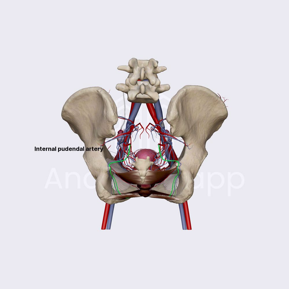 Internal pudendal artery