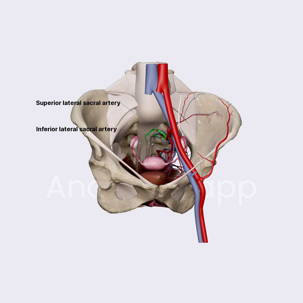 Lateral sacral arteries