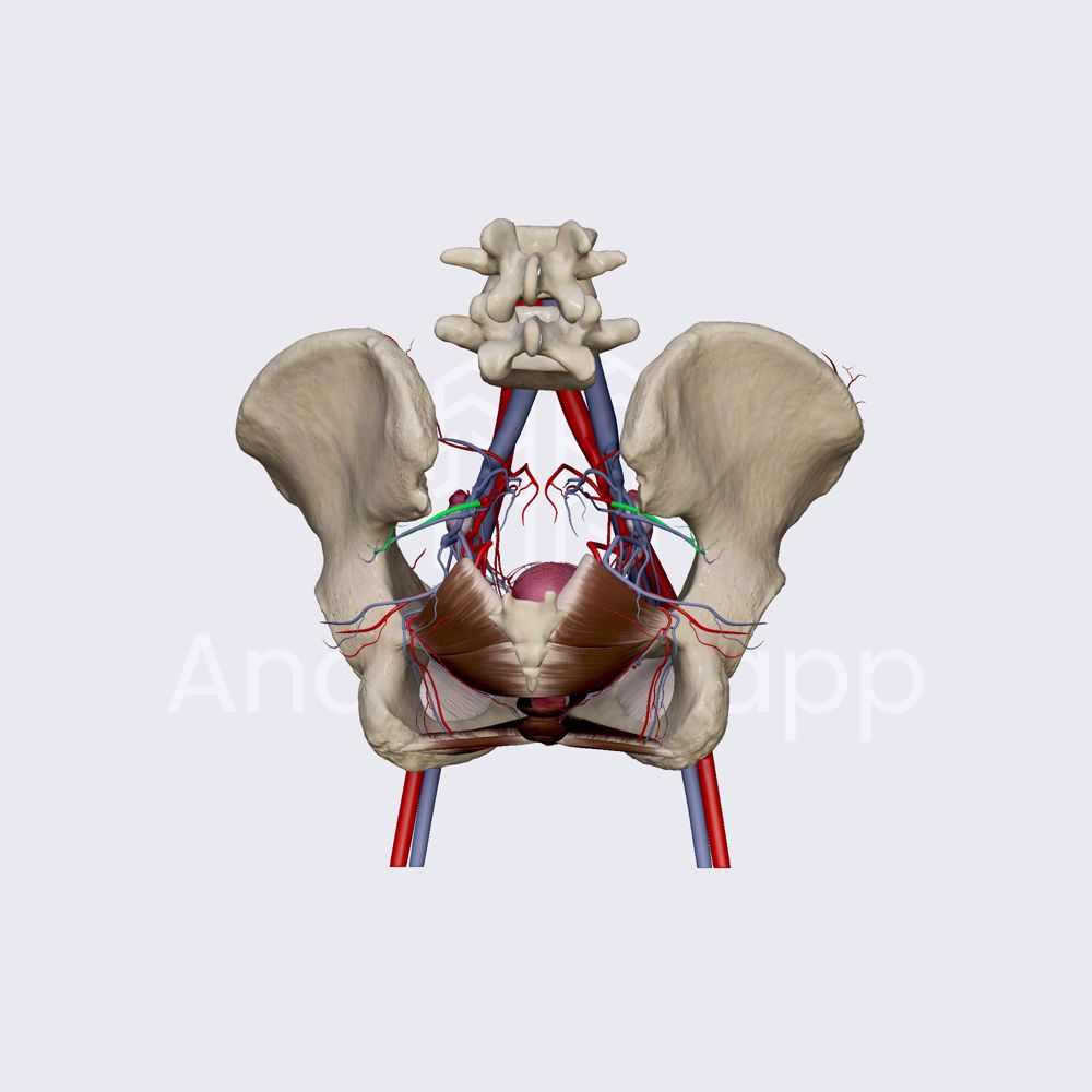 Superior gluteal artery