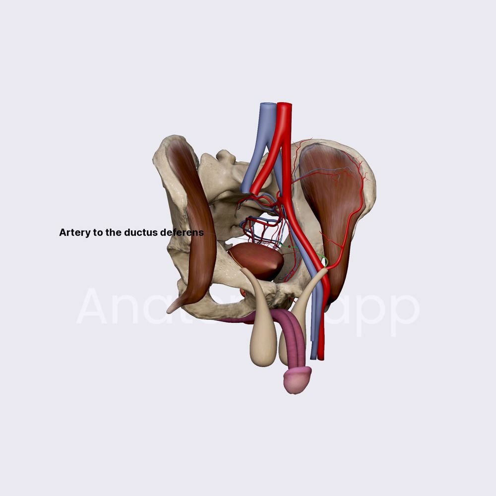 Artery to ductus deferens
