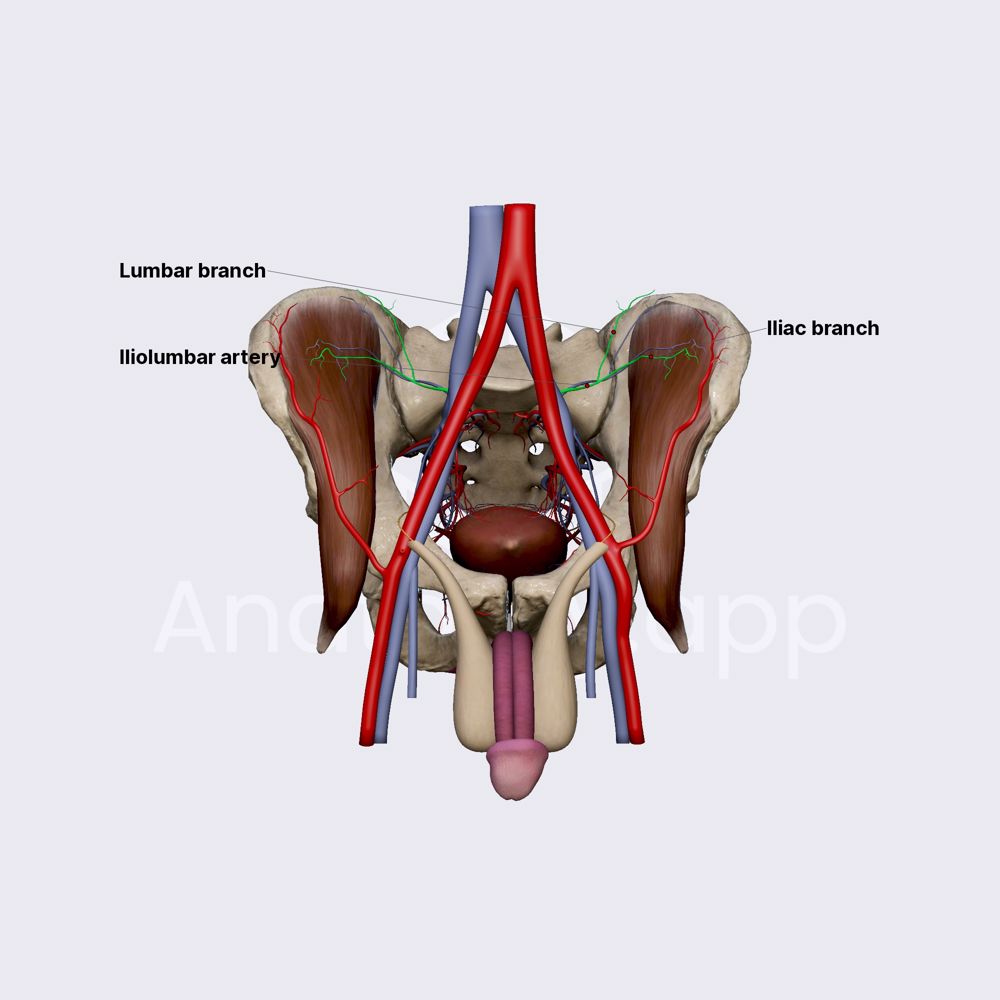 Iliolumbar artery