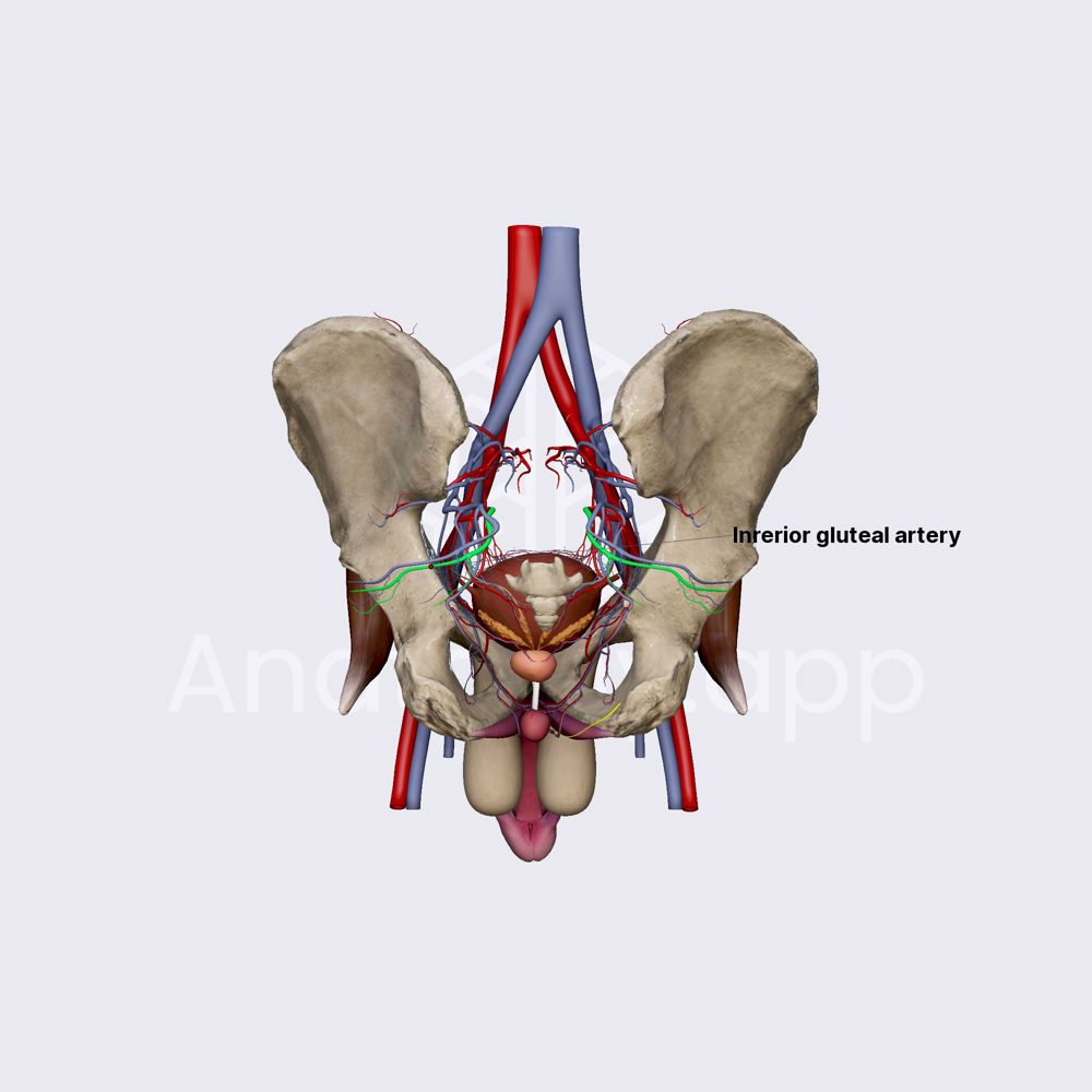 Inferior gluteal artery