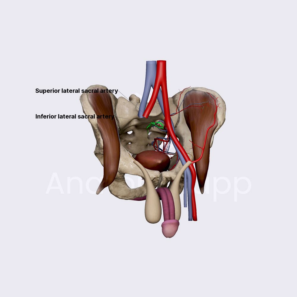 Lateral sacral arteries