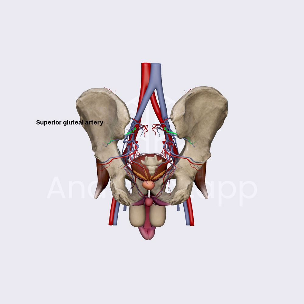 Superior gluteal artery