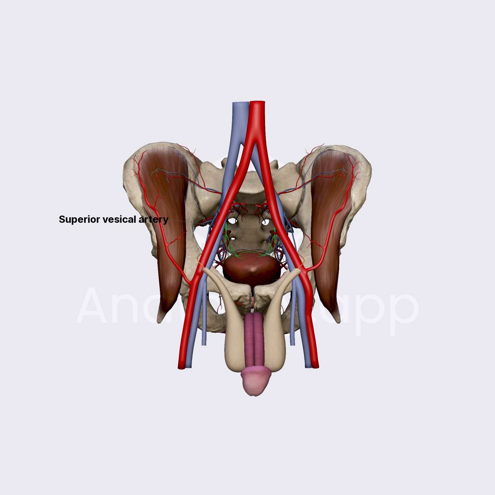 Umbilical and superior vesical arteries