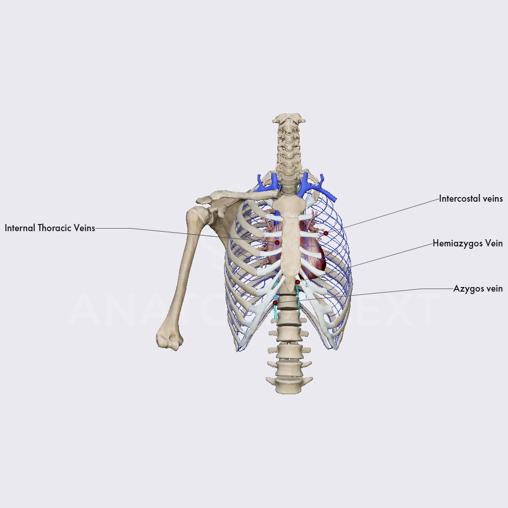 Venous drainage of the thoracic wall