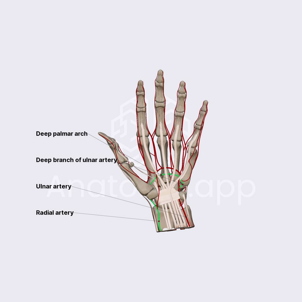 Deep palmar arch