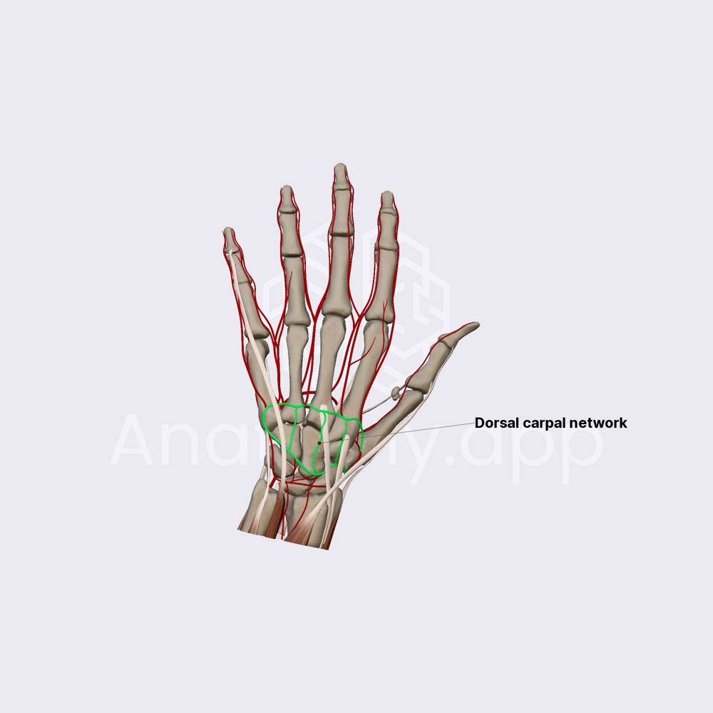 Dorsal carpal network